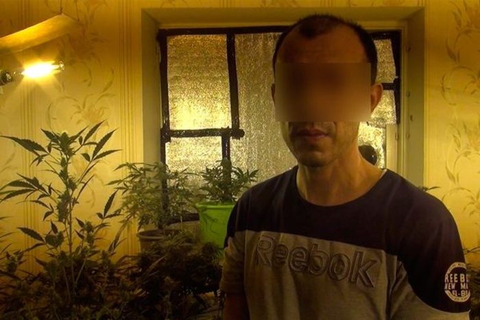 В Самаре задержали плантаторов конопли