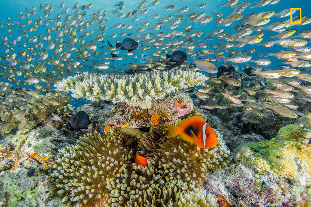 Великолепные ландшафты и дикая природа на снимках National Geographic
