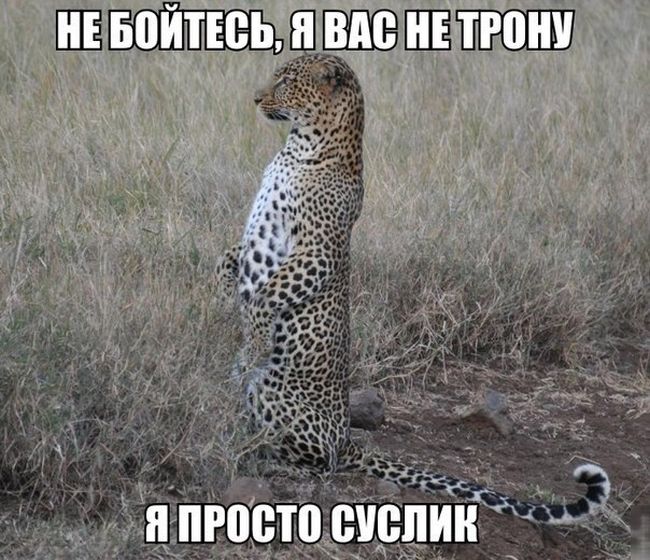 Порция картинок