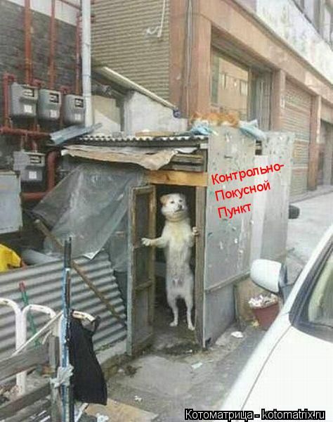 Лучшие котоматрицы недели