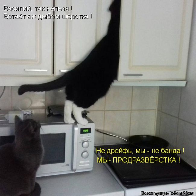 Лучшие котоматрицы недели