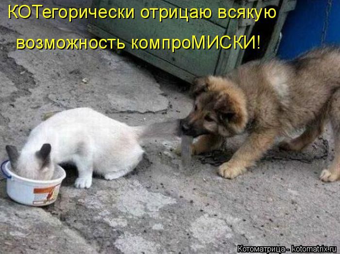 Лучшие котоматрицы недели
