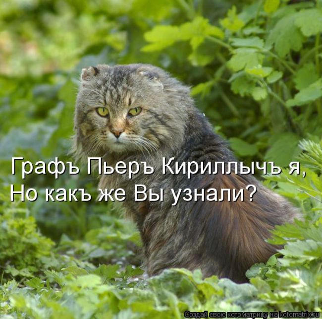 Лучшие котоматрицы недели