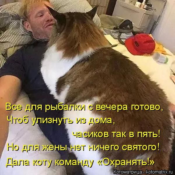 Лучшие котоматрицы недели