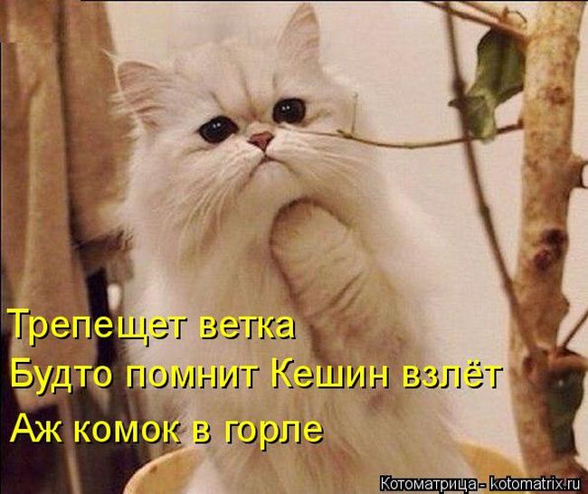 Лучшие котоматрицы недели