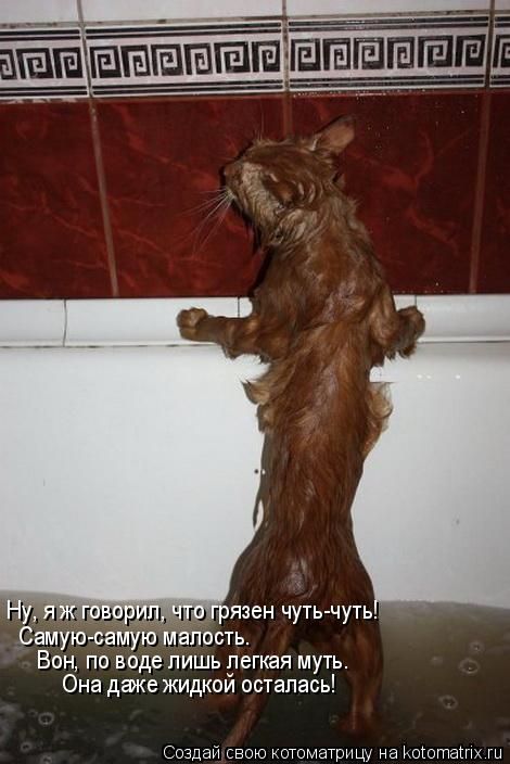 Лучшие котоматрицы недели