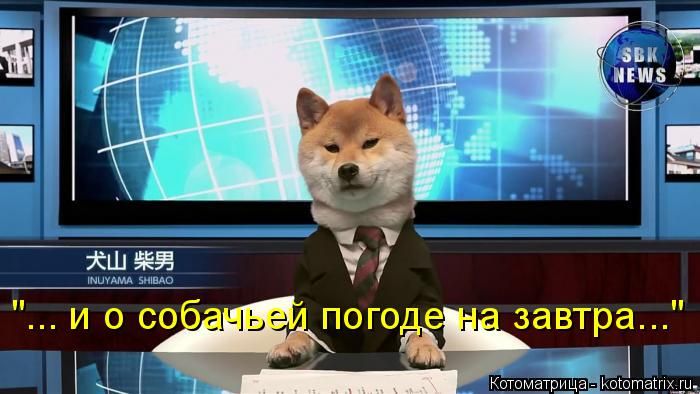 Лучшие котоматрицы недели