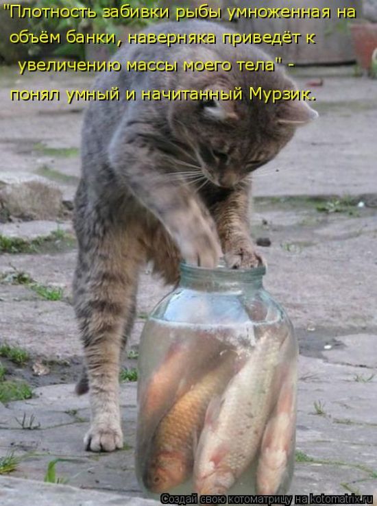 Лучшие котоматрицы недели