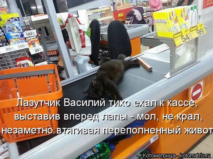 Лучшие котоматрицы недели