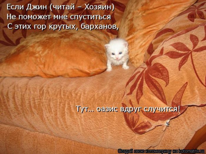 Лучшие котоматрицы недели