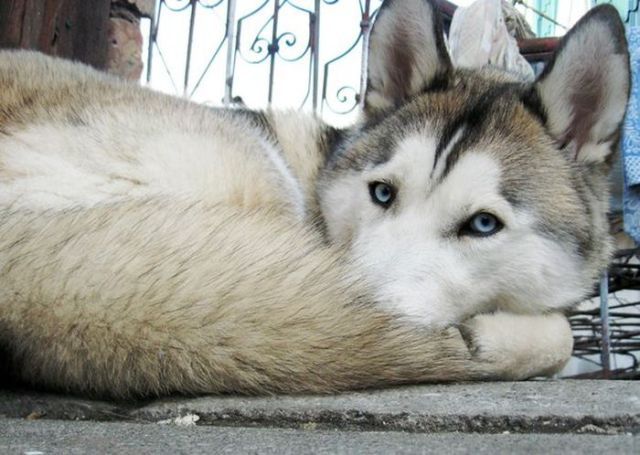 Удивительные хаски