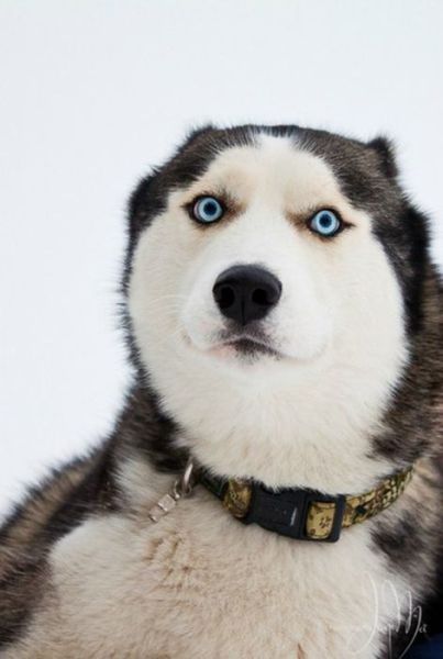 Удивительные хаски