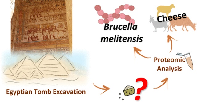 В древней египетской гробнице был найден "самый старый сыр в мире" В древней египетской гробнице был найден "самый старый сыр в мире"