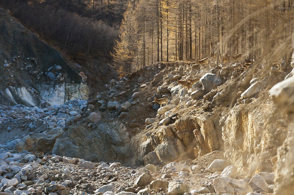 Золотая осень на Байкале