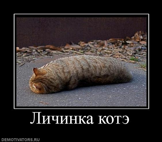 Демотиваторы (69 фото)