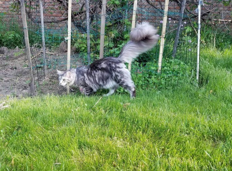 Домашний кот с самым длинными в мире хвостом