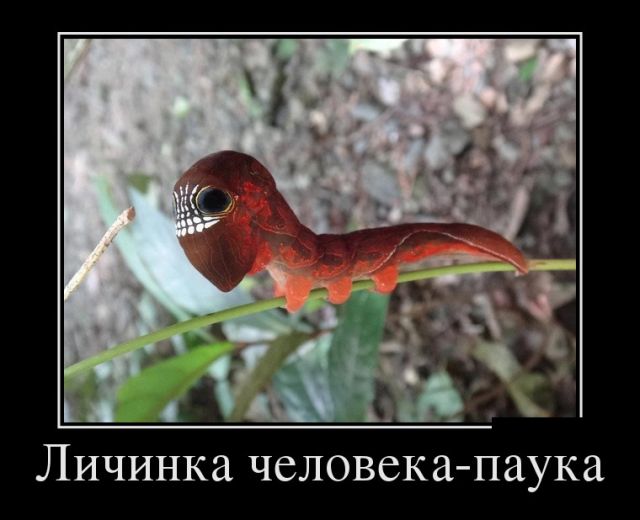 Демотиваторы