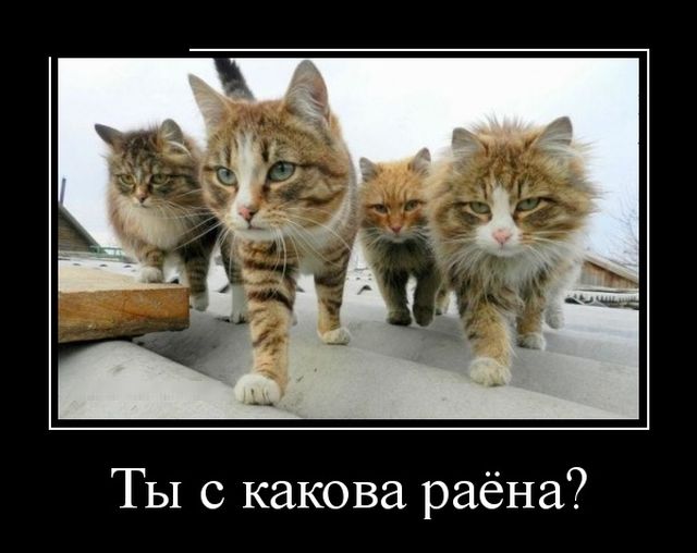Демотиваторы