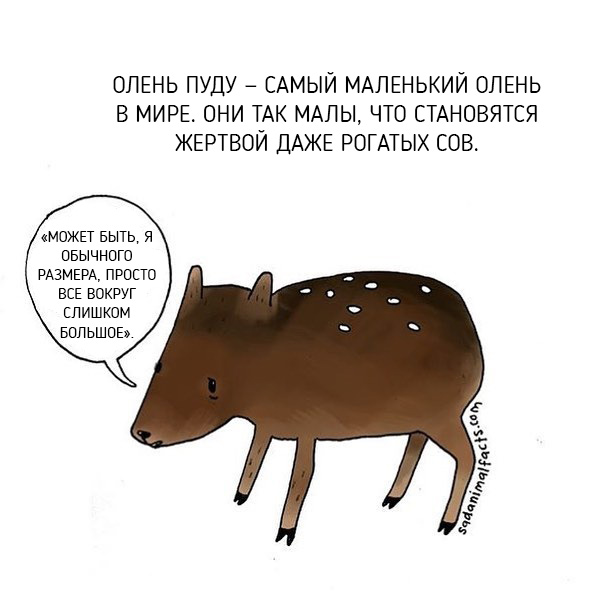 Неожиданная правда о животных от Брук Баркер