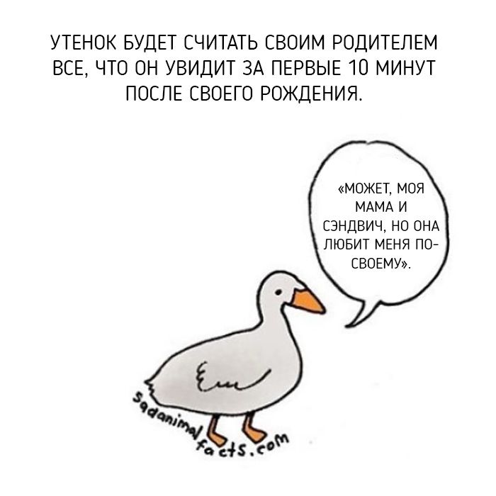 Неожиданная правда о животных от Брук Баркер