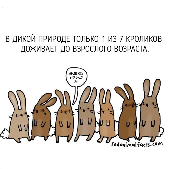 Неожиданная правда о животных от Брук Баркер
