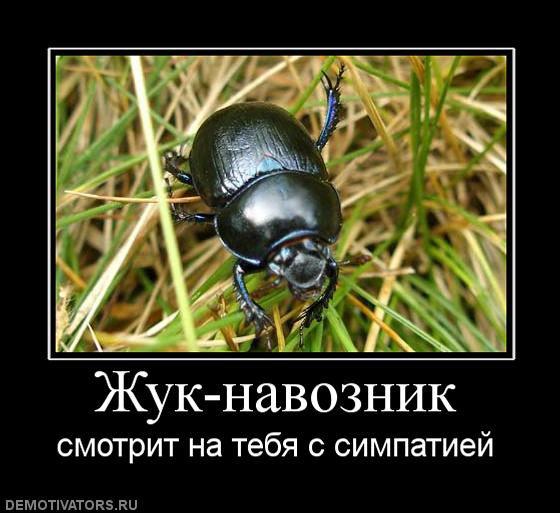 Демотиваторы
