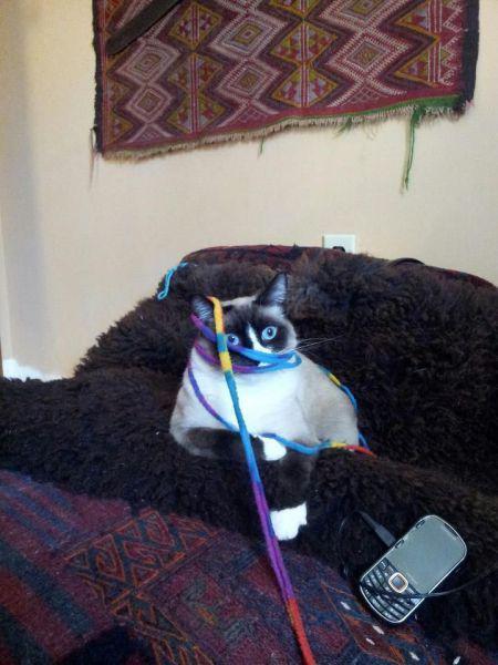 Прикольные картинки