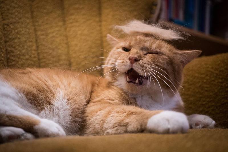 Tramp you Cat: Преврати кота в Трампа!