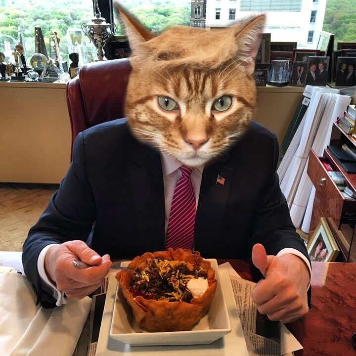 Tramp you Cat: Преврати кота в Трампа!