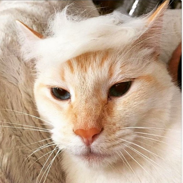 Tramp you Cat: Преврати кота в Трампа!