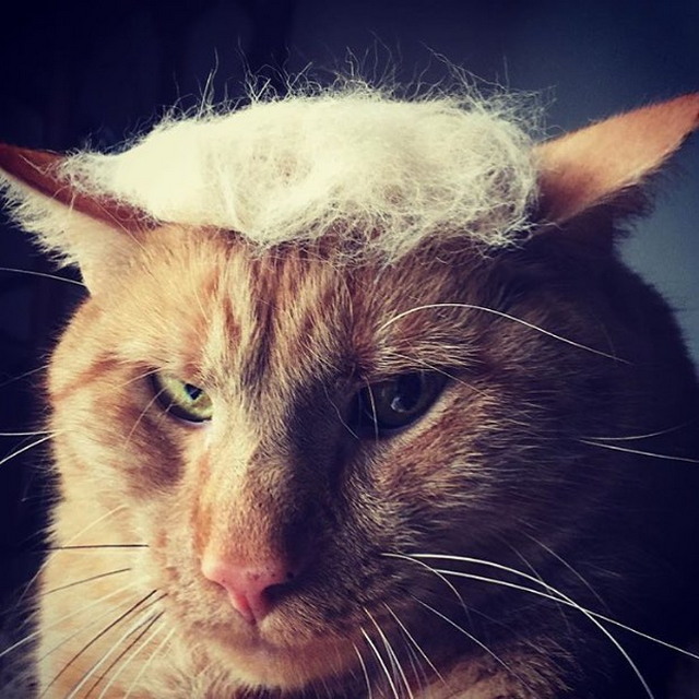 Tramp you Cat: Преврати кота в Трампа!