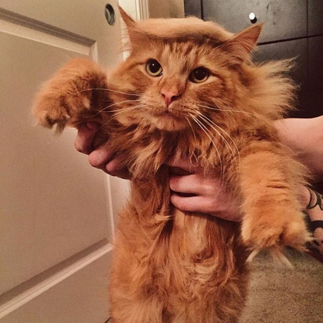 Tramp you Cat: Преврати кота в Трампа!