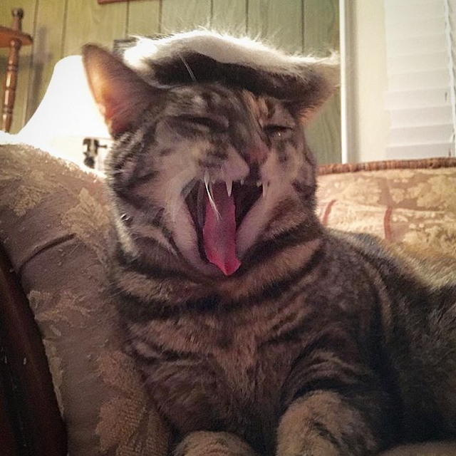 Tramp you Cat: Преврати кота в Трампа!
