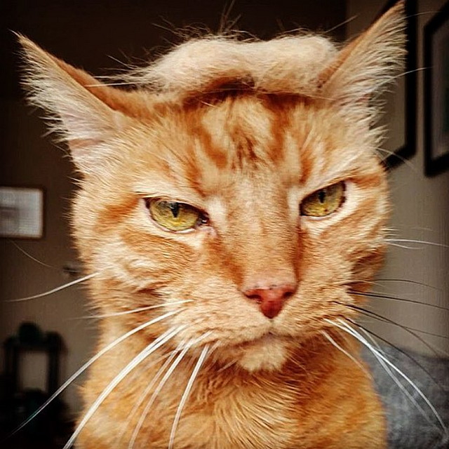 Tramp you Cat: Преврати кота в Трампа!