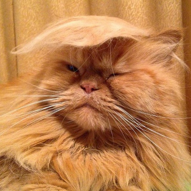 Tramp you Cat: Преврати кота в Трампа!