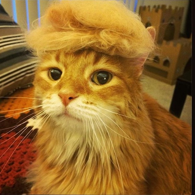 Tramp you Cat: Преврати кота в Трампа!