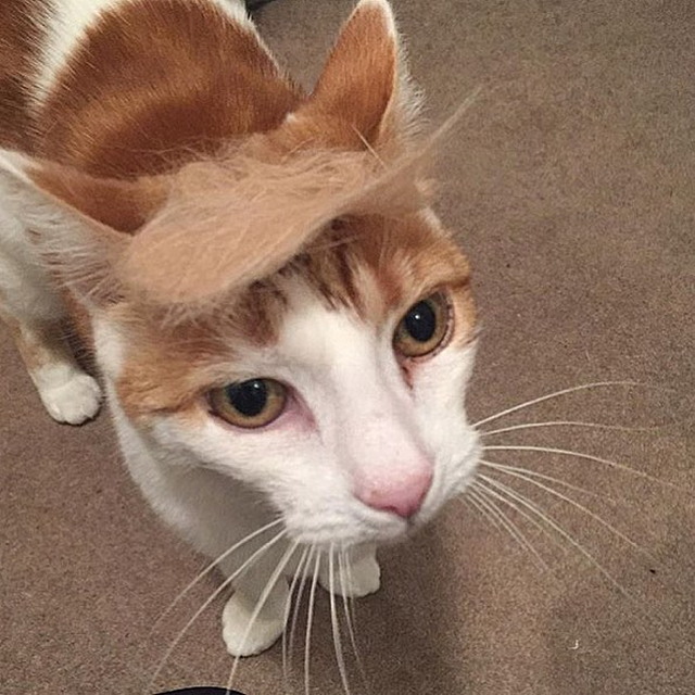 Tramp you Cat: Преврати кота в Трампа!