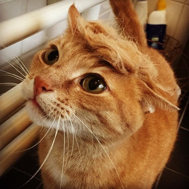 Tramp you Cat: Преврати кота в Трампа!