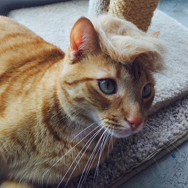 Tramp you Cat: Преврати кота в Трампа!