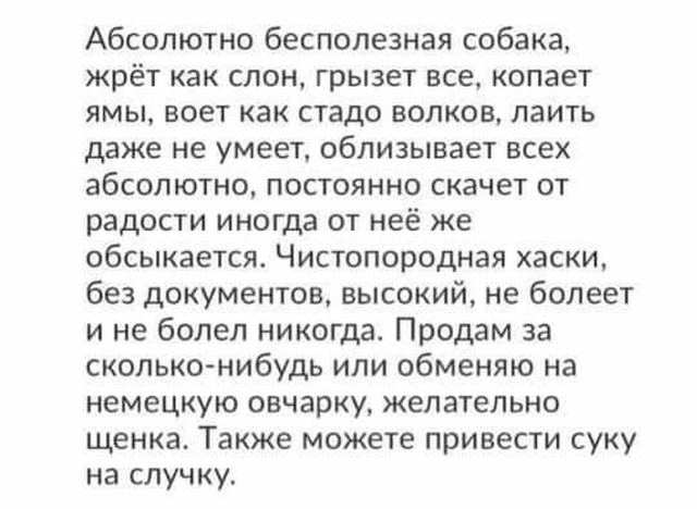Если хотите завести хаски, будьте готовы и к такому