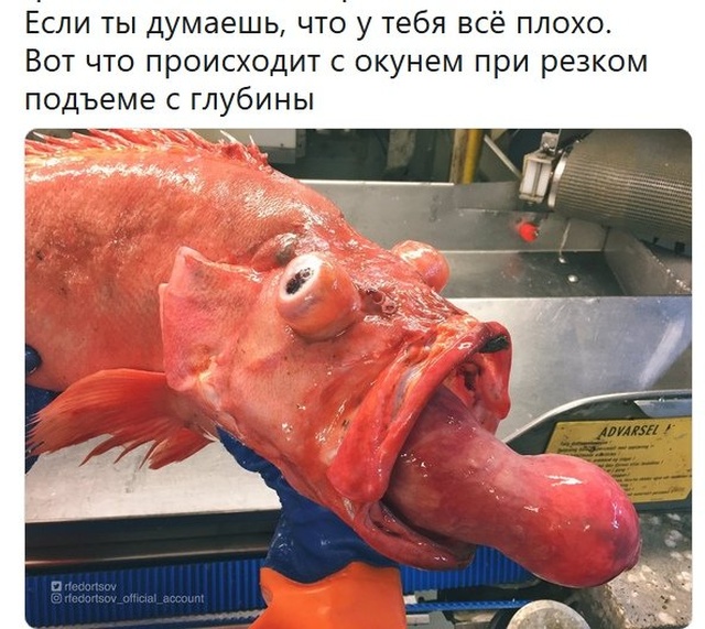 Шутки и веселые картинки без смысловой нагрузки