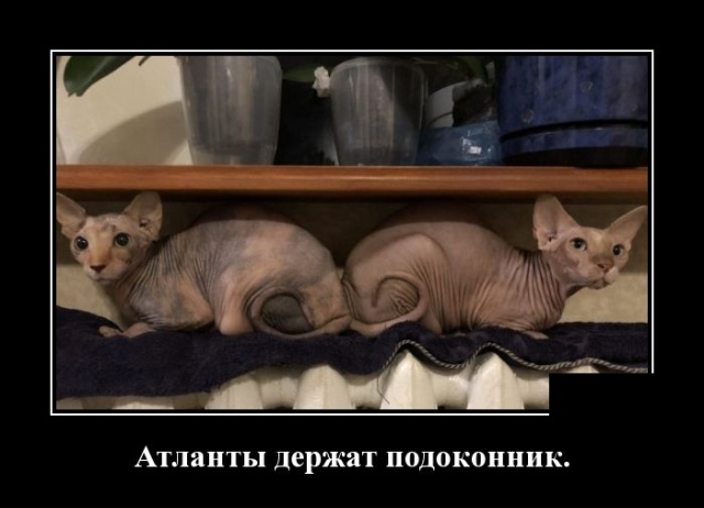 Демотиваторы