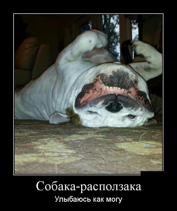 Демотиваторы