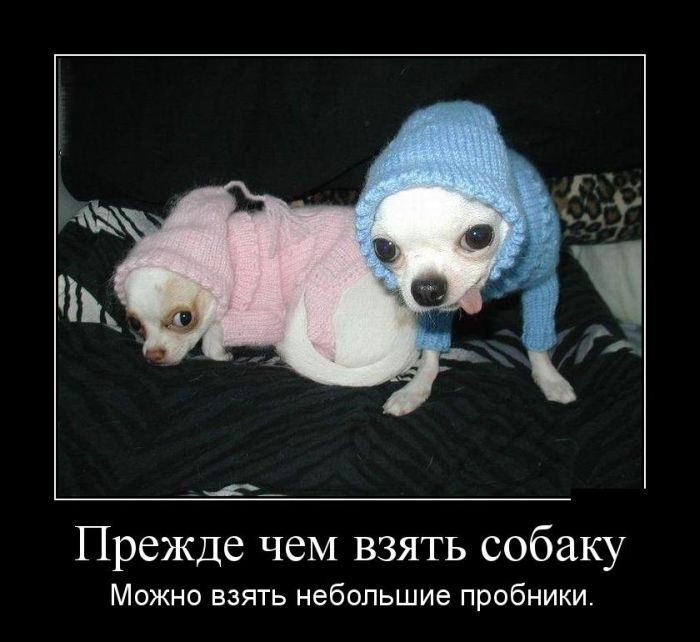 Демотиваторы