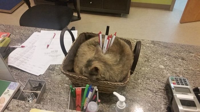 Прикольные картинки