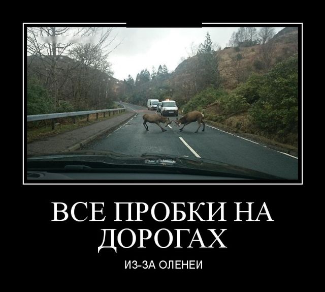 Демотиваторы