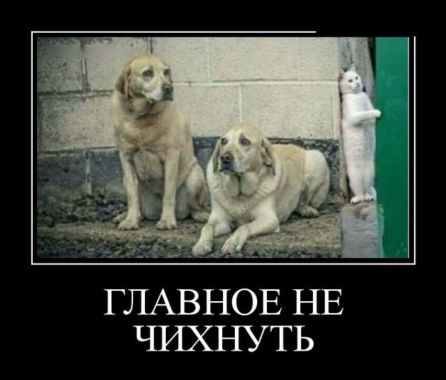Демотиваторы