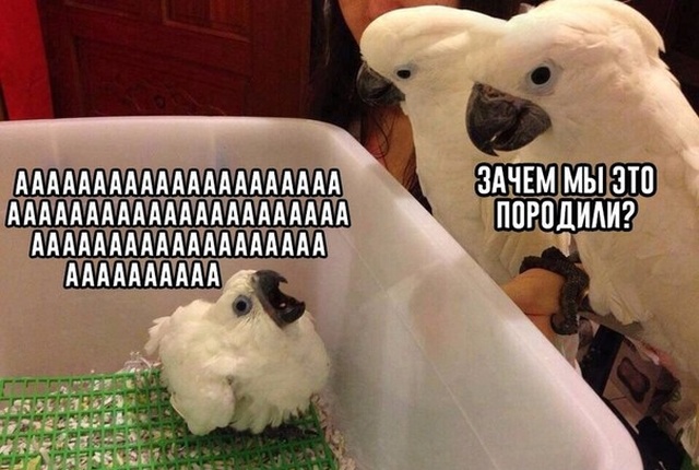 Простые шутки и юмор с просторов сети