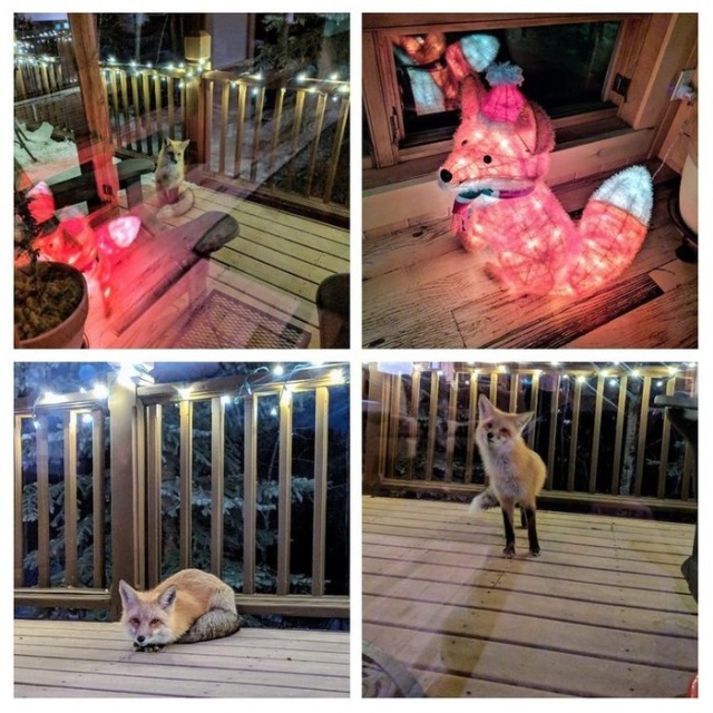 Прикольные картинки