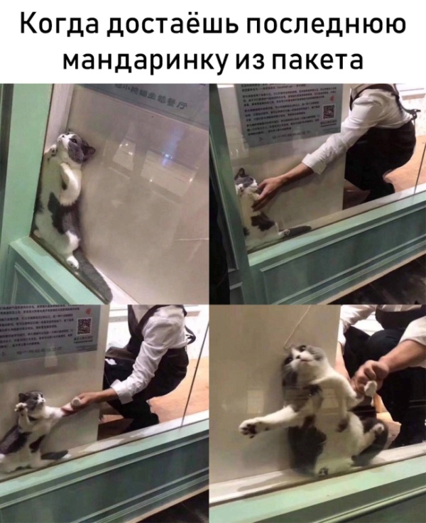 Прикольные картинки